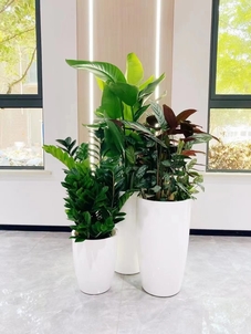 宁波奉化花木租赁价格